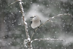 Clark's nutcracker
