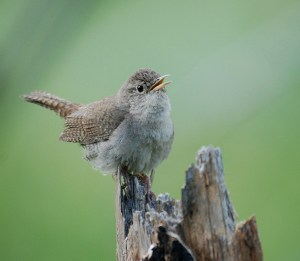 House Wren courtesy of NPS