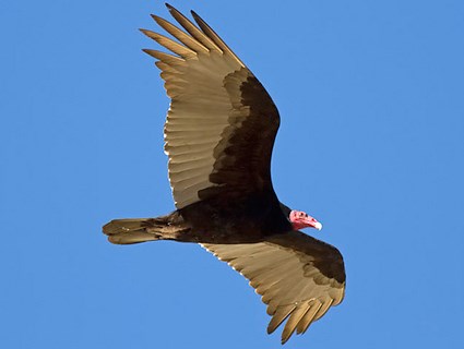 A turkey vulture in flight. Photo: allaboutbirds.com