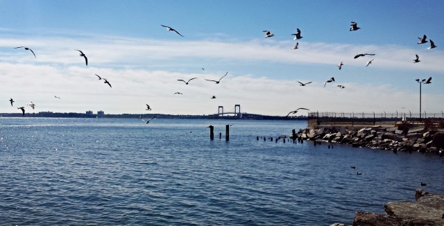 Gulls, City Island, Bronx. Photo: Lycurgo Vidalakis