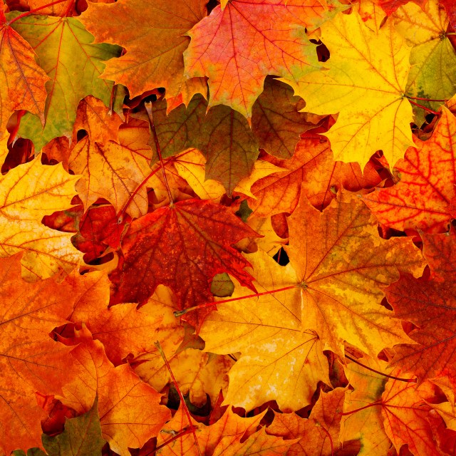 15699238486_85bd0fdccf_o