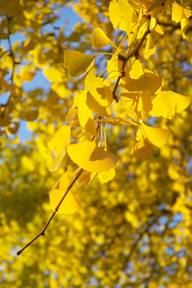 gingkoleaves