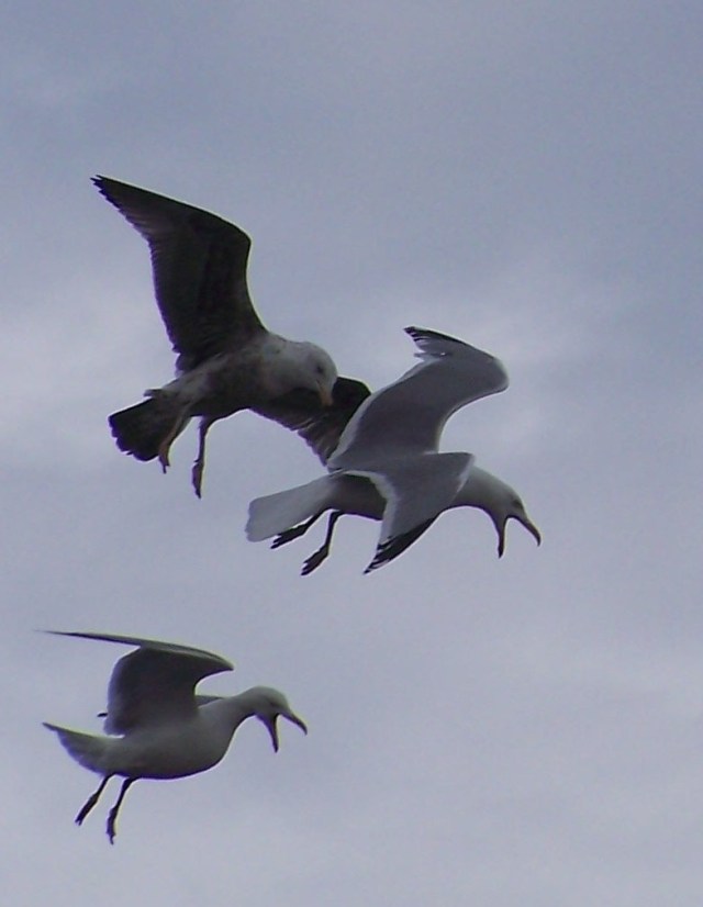 gulls