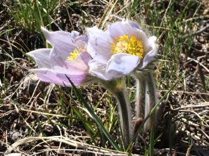 Pasqueflower