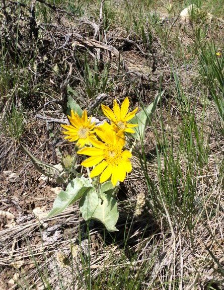 Arrowleaf Balsamroot