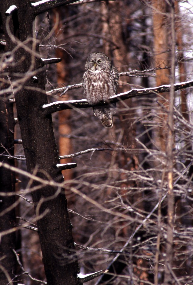 Great Gray Owl perched on burned tree branch;Jim Peaco; April 15, 1993