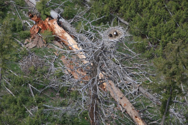 6mile_eagle_nest_doug_ (6).jpg