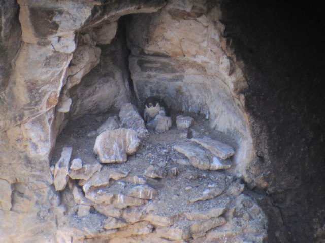 2009_06_IP chicks copy