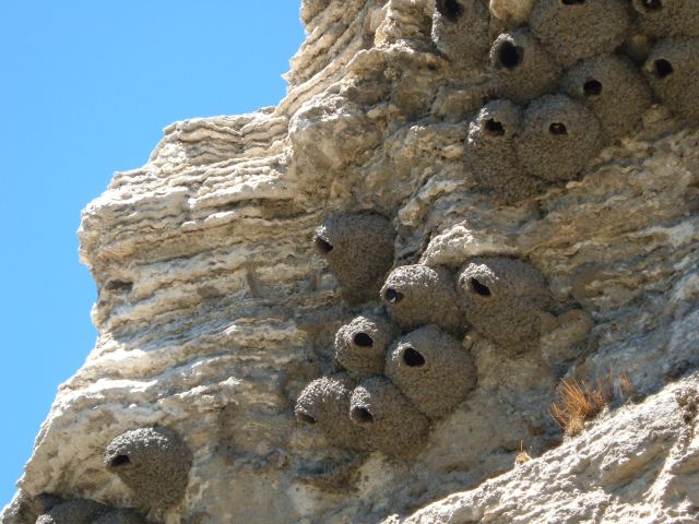 cliff swallow colony..