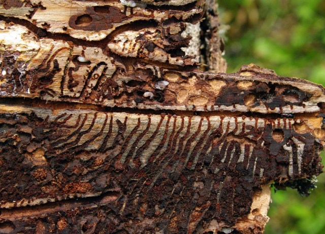 kuuse-koorec3bcrask_ja_tegutsemisjc3a4ljed_ips_typographus